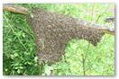 Bienenschwarm