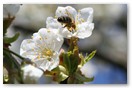 Biene auf Apfelbluete