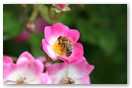 Biene auf Wildrose